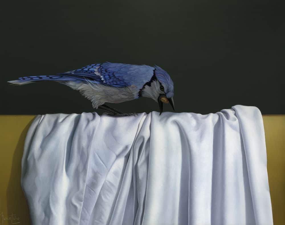 Marco tulio Blue Jay