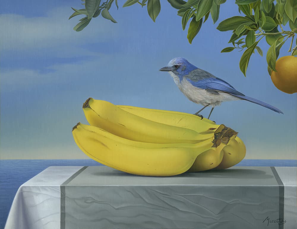 Marco Tulio Jay And Banana