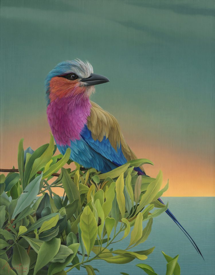 Marco Tulio Lilac Breasted Roller